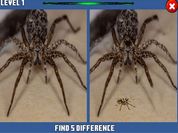 Play Spider Hidden Difference