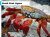 Beach Crab Jigsaw