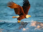 Play Animals Jigsaw Puzzle - Eagle